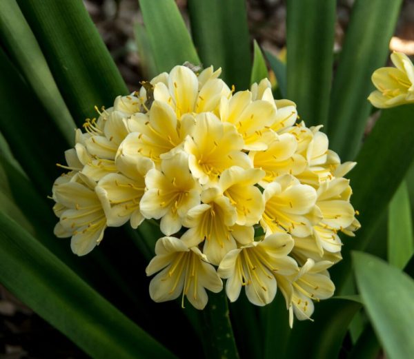 Clivia miniata - Image 2