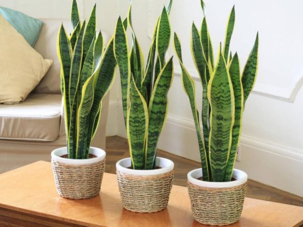 Sansevieria Loarenti - Image 4