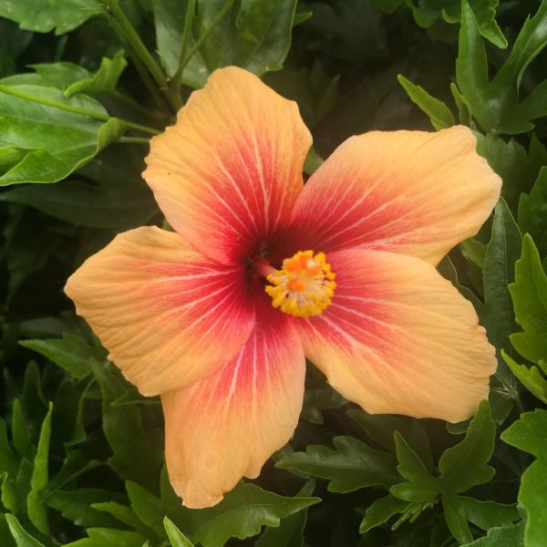 Hibiscus - Image 2