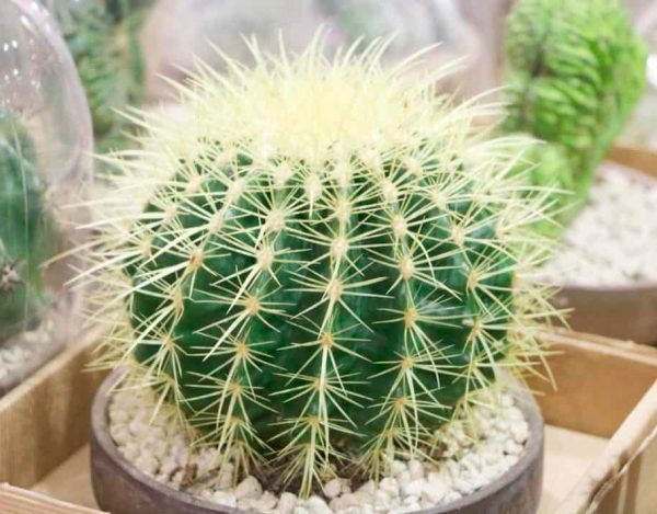 Equinocactus