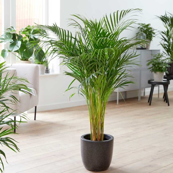 Areca Chrysalidocarpus - Image 2