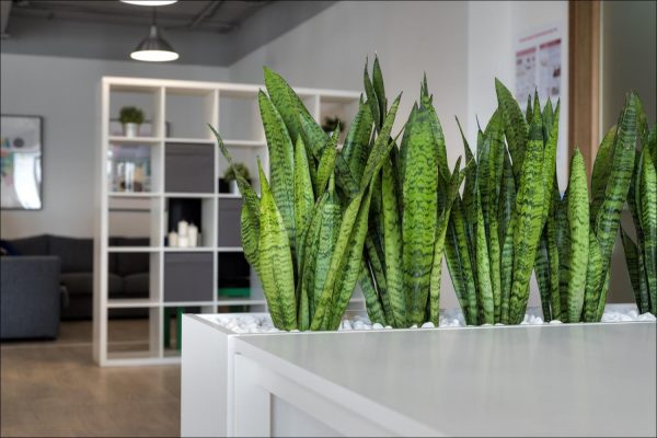 Sansevieria Loarenti - Image 2