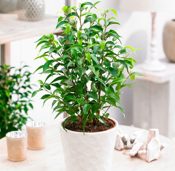 Ficus Benjamin Starlight - Image 2