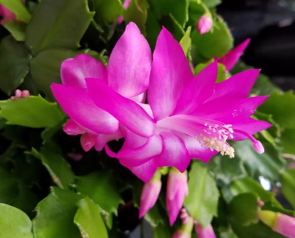 Decembrist Schlumbergera - Image 2