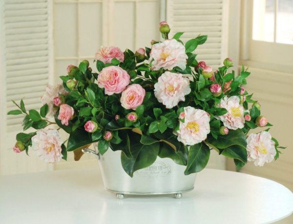 Japanese Camellia - Image 3