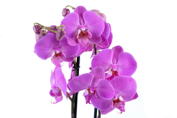 Orchid Phalaenopsis - Image 4