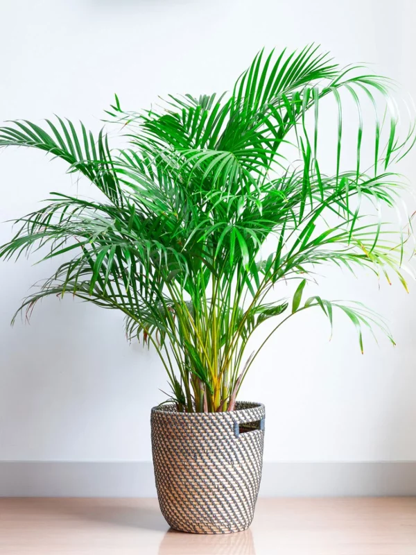 Areca Chrysalidocarpus - Image 4