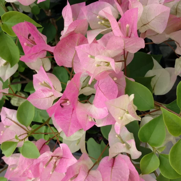 Bougainvillea - Image 2