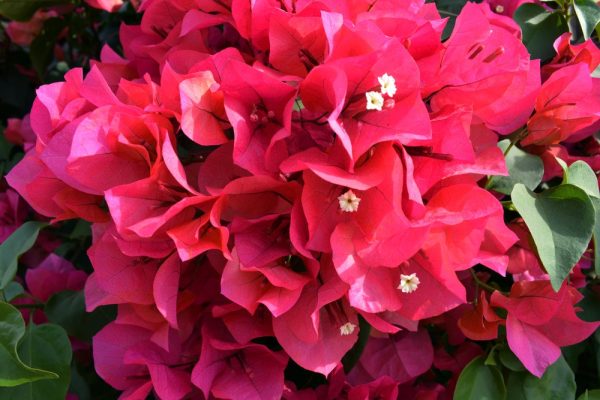 Bougainvillea