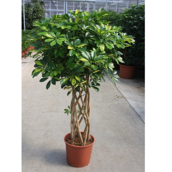 Schefflera - Image 3