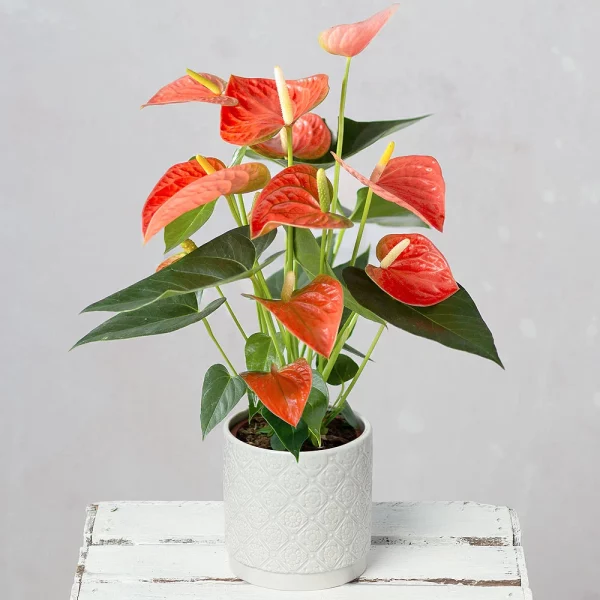 Anthurium andrianum - Image 2