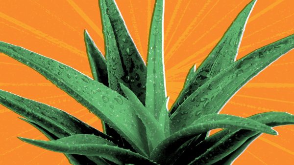 Aloe Vera - Image 4