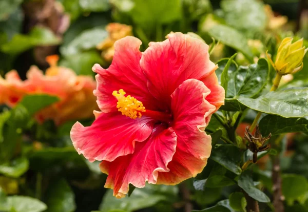 Hibiscus - Image 4