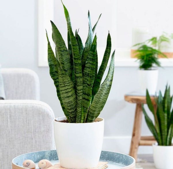 Sansevieria Loarenti - Image 3